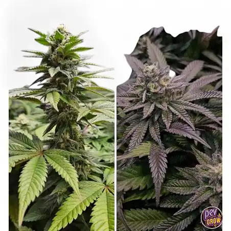 Orange Bud 2.0