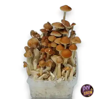 Grow kits magic mushrooms...