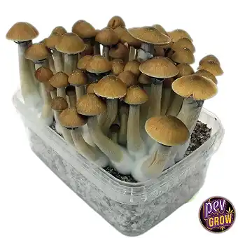 Grow kits magic mushrooms...