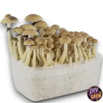 Yeti mushroom growing kit