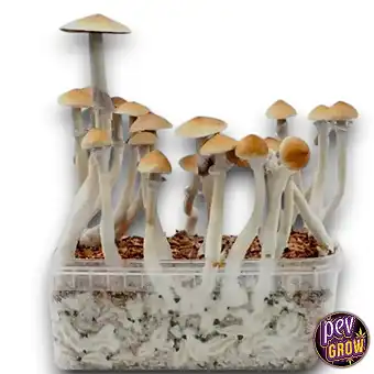 Комплект для выращивания...