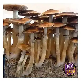 Kit funghi allucinogeni...