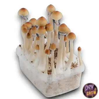 Amazonian mushroom growing kit