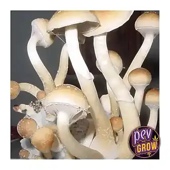 Moby Dick mushroom growing kit