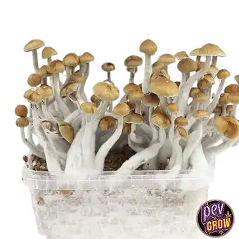 Grow kits magic mushrooms...