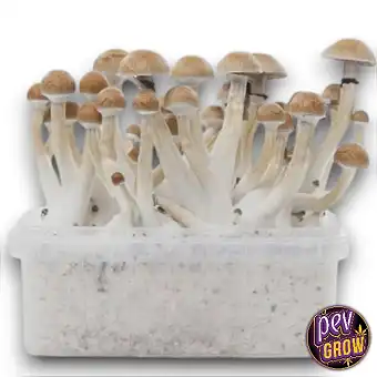 Thai mushroom growing kit