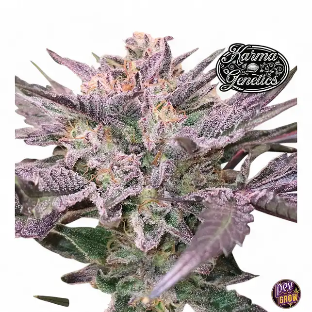 Pink Bacio - Karma Genetics