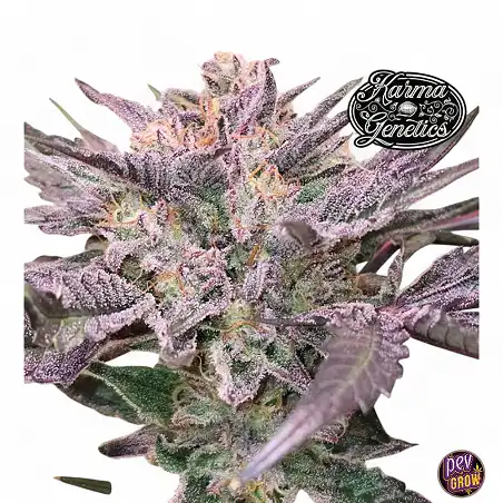 Pink Bacio - Karma Genetics