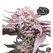 Pink Bacio - Karma Genetics