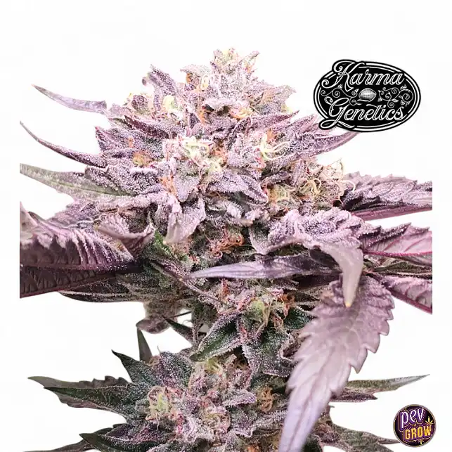 Pink Bacio - Karma Genetics