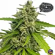 Judge Dread Karma Genetics