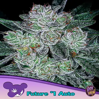 Auto Future 1 - Anesia seeds