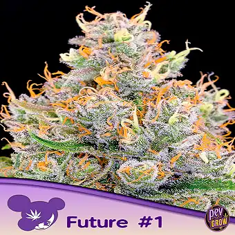Future #1® Feminized Seeds...
