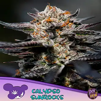 Σπόροι Calypso Sunrocks...