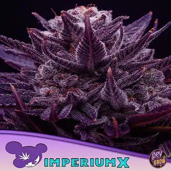 Imperium X da Anesia Seeds...