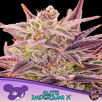 Auto Imperium X - Anesia Seeds