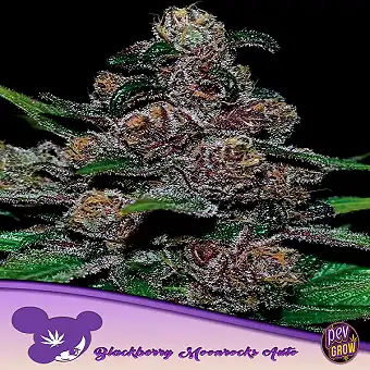 Auto Blackberry Moonrocks –...