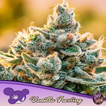 Σπόροι Vanilla Frosting...