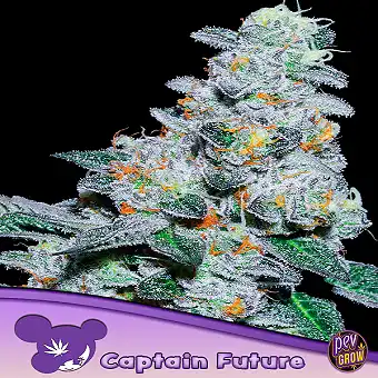 Captain Future- Anesia Seeds