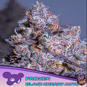 Frozen Black Cherry Auto...