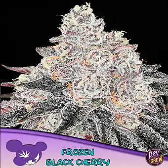 Frozen Black Cherry -...