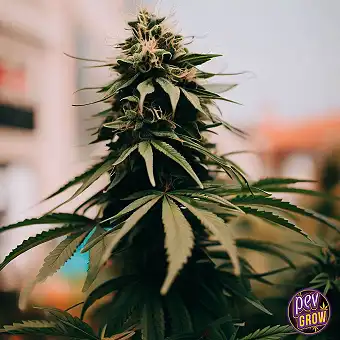 White Truffle Šķirne –...