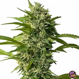 Goji Biker by Karma Genetics