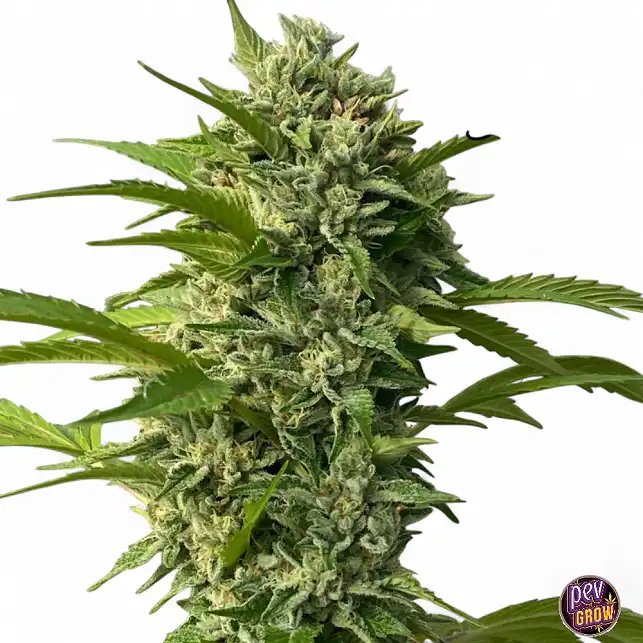 Goji Biker de Karma Genetics