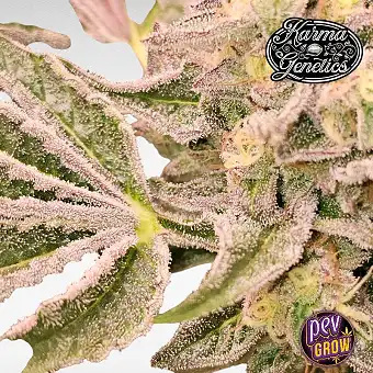 Karma Genetics Pink Payton...