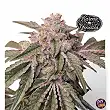 Pink Pie Karma Genetics