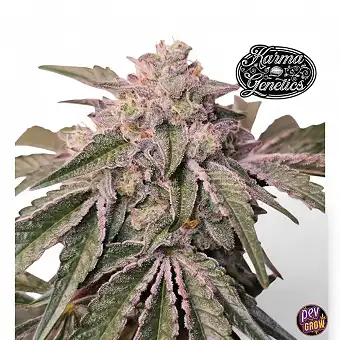 Pink Pie Karma Genetics