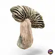 Jack Frost Magic Mushrooms