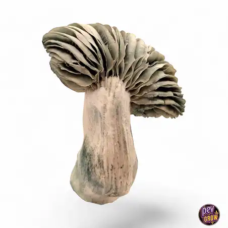 Jack Frost Magic Mushrooms