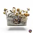 Magic Mushrooms Penis Envy