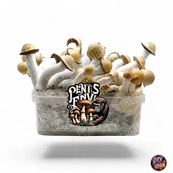 Funghi Magici Penis Envy