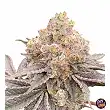 Mop Chopper Karma Genetics