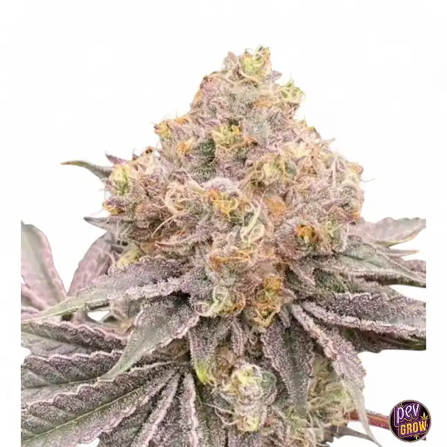 Mop Chopper Karma Genetics