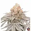 Apple B by Karma Genetics