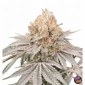 Apple B by Karma Genetics