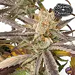 Pink Crumble by Karma Genetics