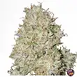 Pink Fritter by Karma Genetics: A Sensory Journey