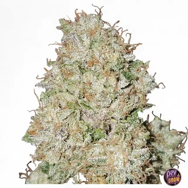 Pink Fritter by Karma Genetics: A Sensory Journey