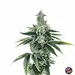 Recon 2.0 DNA Genetics