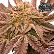 Hindu Runtz Karma Genetics