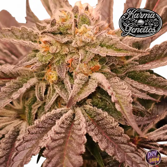 Hindu Runtz Karma Genetics