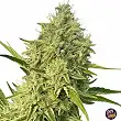 Black Beard - Karma Genetics