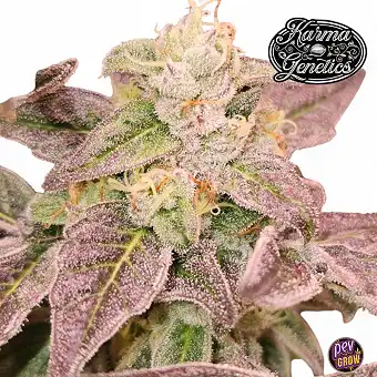 Guava Runtz de Karma Genetics