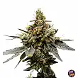 Gaz Money DNA Genetics