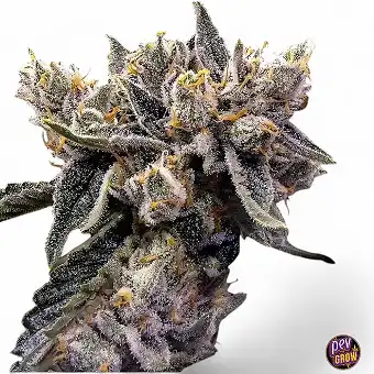 Bruised Bananas DNA Genetics: El Híbrido Perfecto