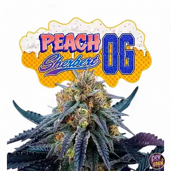 Peach Sherbert OG Perfect Tree